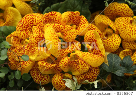 Calceulararia Calceulararia 8356867