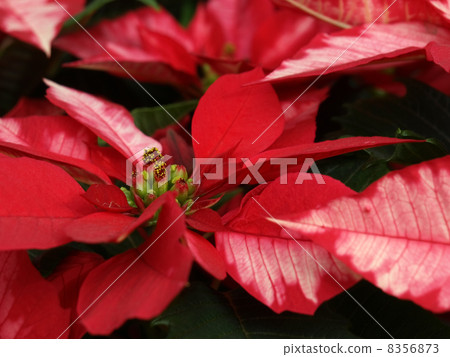 Poinsettia · Italian Red 8356873
