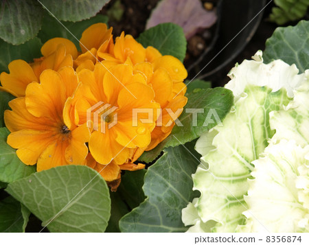 Primula Julien and Habotan 8356874
