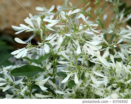 大戟·Shirayukihime 8356892