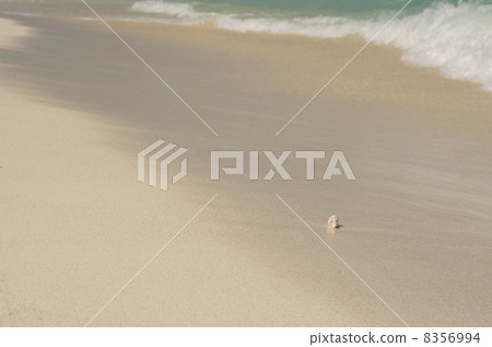 Seashell and wave Seashell and wave 8356994