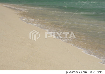 貝殼和波浪 貝殼和波浪 8356995