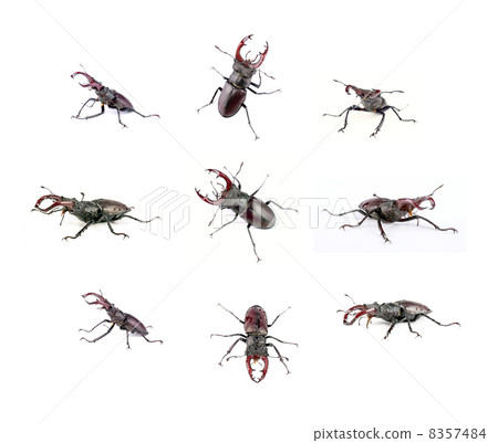 Stag- beetle Stag- beetle 8357484