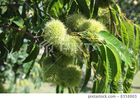 Chestnut  8358003