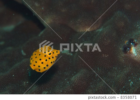 Larva of Minami Hako-fu 8358071