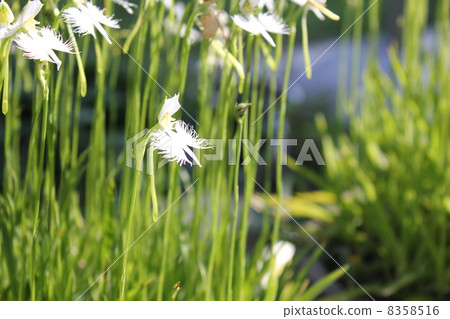 處女草 處女草 8358516
