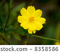 Cosmos 8358586