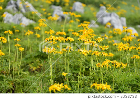 Handkerchief 8358758