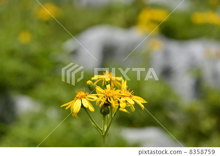 Handkerchief 8358759