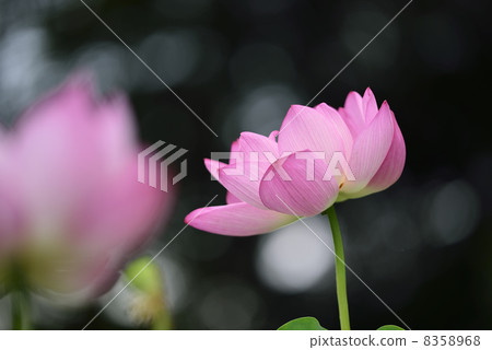 Pink Lotus Pink Lotus 8358968