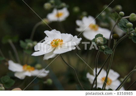 Shumayi chrysanthemum Shumayi chrysanthemum 8358985