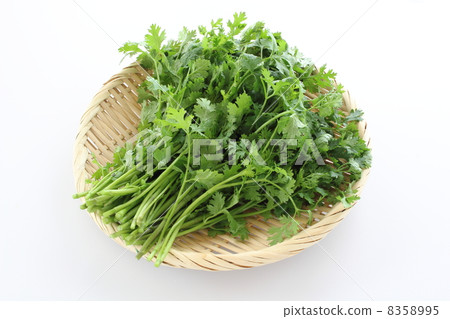 香菜 香菜 8358995