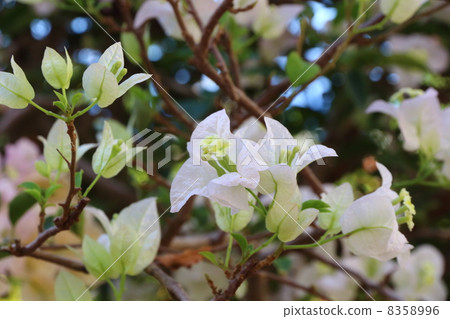 三角梅 三角梅 8358996