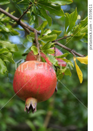 Pomegranate fruit 8359011