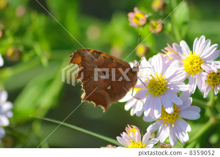蝴蝶黃鉤蛺蝶 蝴蝶黃鉤蛺蝶 8359052