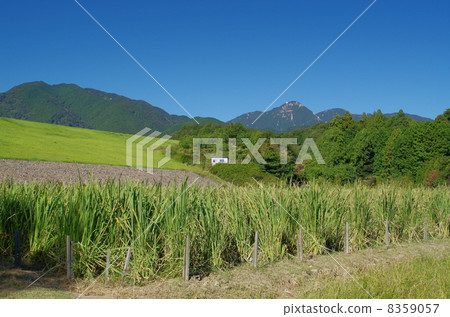 紺野町的Makomo 8359057