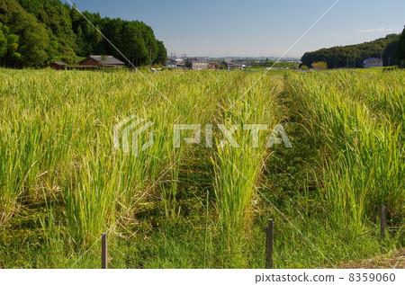 紺野町的Makomo 8359060