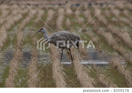 Canadian cranes 8359178