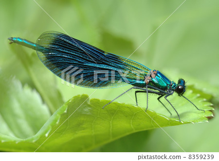 Dragonfly Calopteryx splendens Dragonfly Calopteryx splendens 8359239