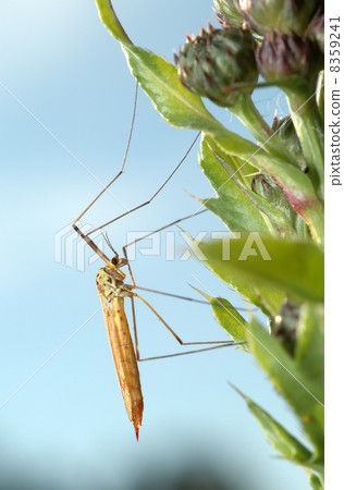 Mosquito crane-fly Mosquito crane-fly 8359241