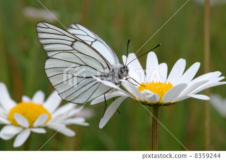 Butterfly on a flower. 8359244