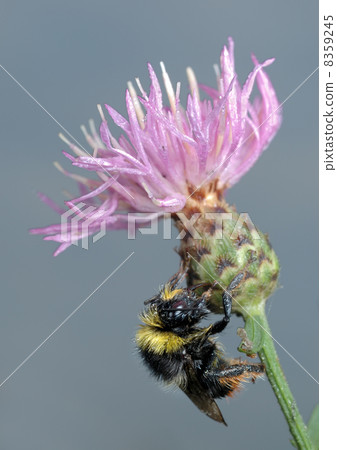 Bumblebee on flower. 8359245