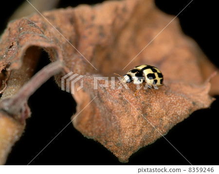 Living and Dead 8359246