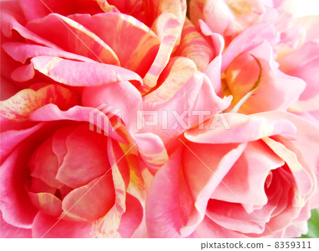 Paul Cezanne Roses full bloom Rose de Sister Shen Paul Cezanne Roses full bloom Rose de Sister Shen 8359311