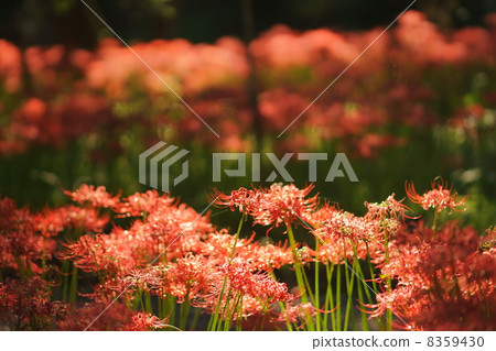 千宗花 千宗花 8359430