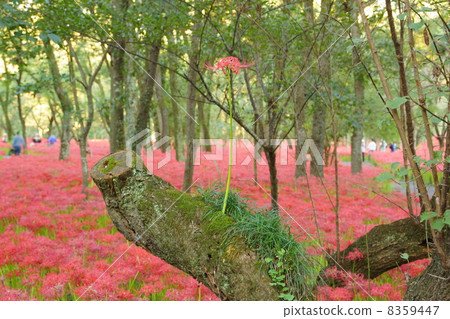千宗花 千宗花 8359447