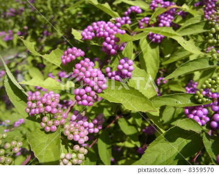 Murasakikibu 8359570