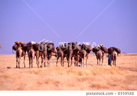 大篷車 大篷車 8359588