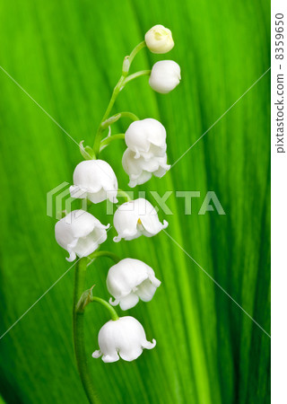 Beautiful lily-of-the-valley flower Beautiful lily-of-the-valley flower 8359650