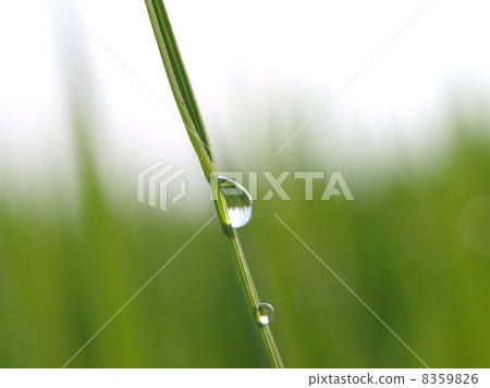 Morning dew (close-up) 8359826