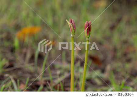 Cluster amaryllis Cluster amaryllis 8360304