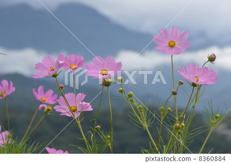Autumn at the foot of the Southern Alps Hokuto city Mukawa Autumn at the foot of the Southern Alps Hokuto city Mukawa 8360884