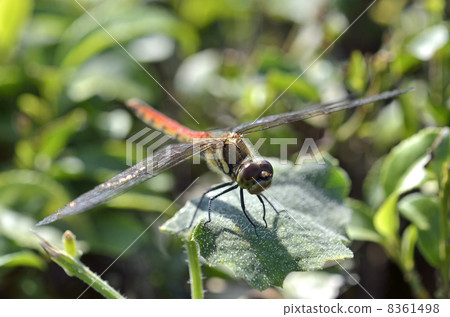 紅蜻蜓 8361498