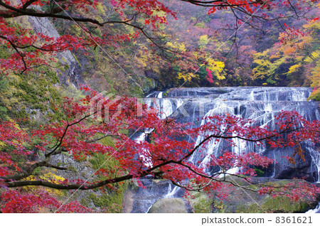 Fukurodon falls autumn leaves 8361621