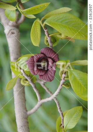 Paw Paw flowers 8361697