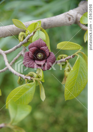 Paw Paw flowers 8361698