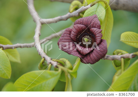 Paw Paw flowers Paw Paw flowers 8361700