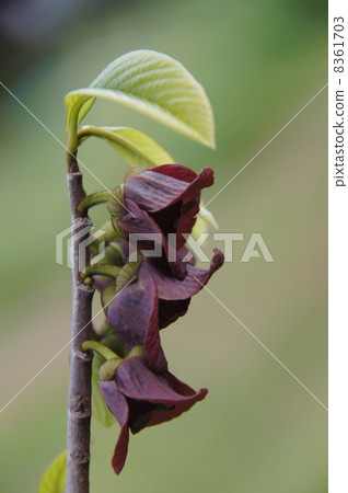 Paw Paw flowers Paw Paw flowers 8361703