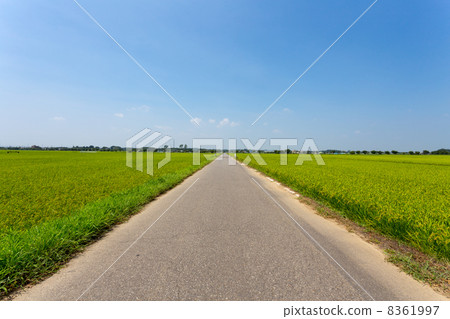 Rice paddy field 8361997