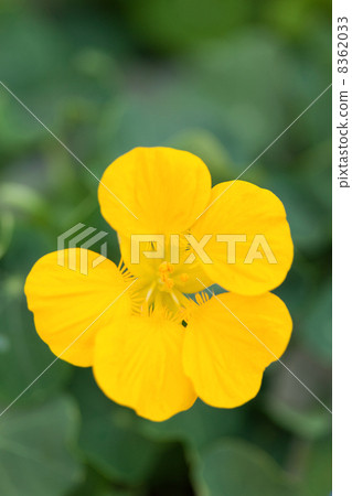 Nasturtium 8362033