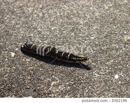 Caterpillar larva Caterpillar larva 8362196