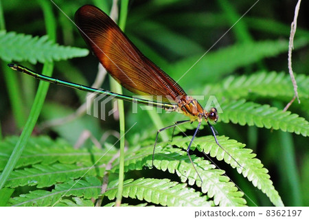 蜻蜓 8362197