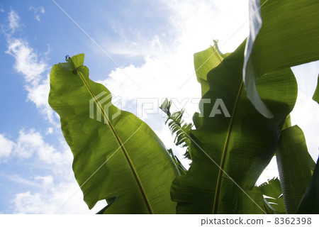 Banana leaf　 8362398