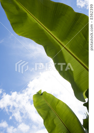 Banana leaf Banana leaf 8362399