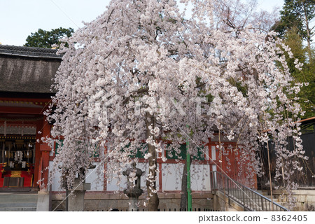 Saika Omoto Miya Risai櫻花 Saika Omoto Miya Risai櫻花 8362405