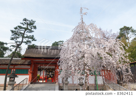 Saika Omoto Miya Risai櫻花 Saika Omoto Miya Risai櫻花 8362411